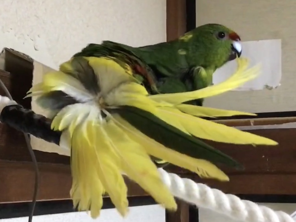 人気の キガシラアオハシインコ 動画 29本 ニコニコ動画