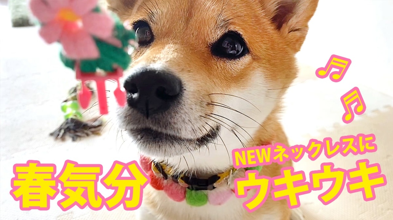 novel(ノベル） 柴犬ネックレス 柴犬ジュエリー 柴犬アクセサリー 柴犬