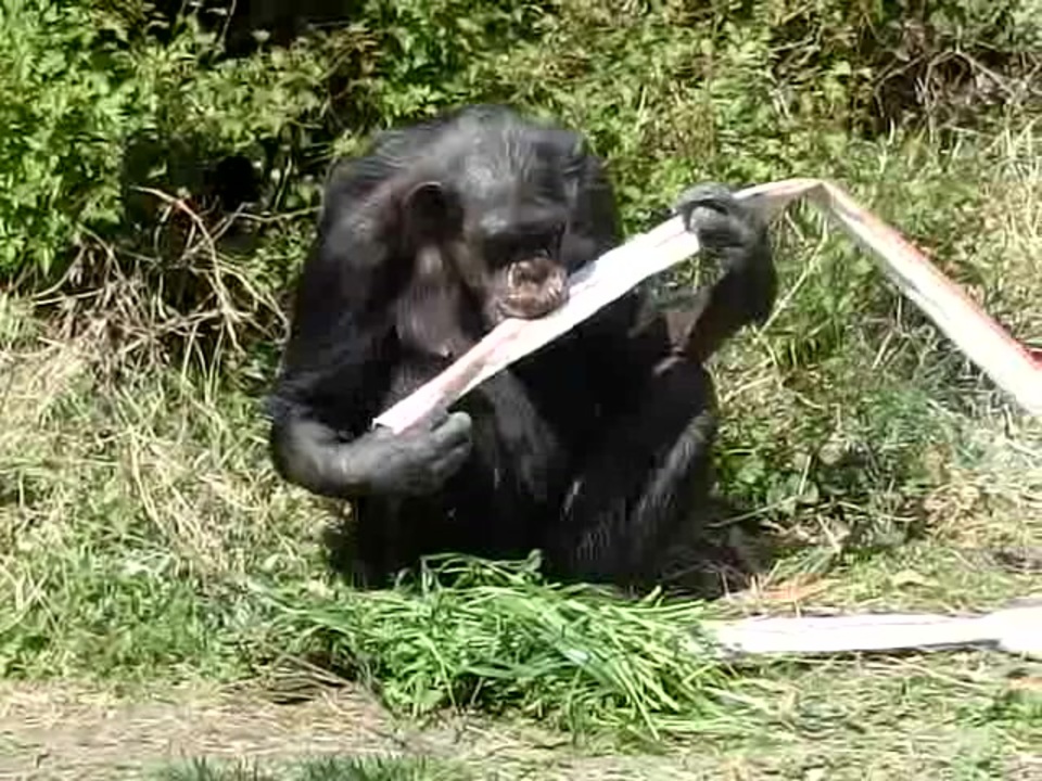 チンパンジー 事故 チンパンジーに顔と両手をむしり取られてしまったチャーラ ナッシュ Finnegantherapy Com