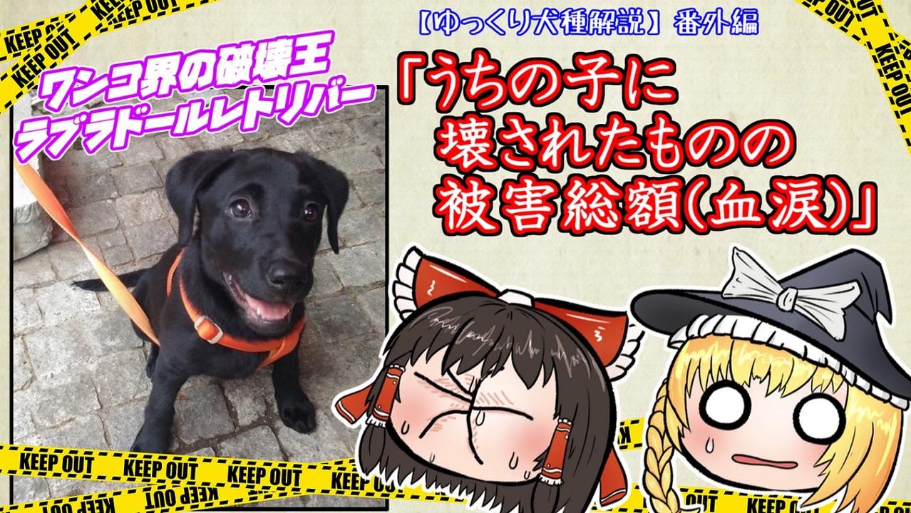 人気の ラブラドール レトリバー 動画 29本 ニコニコ動画