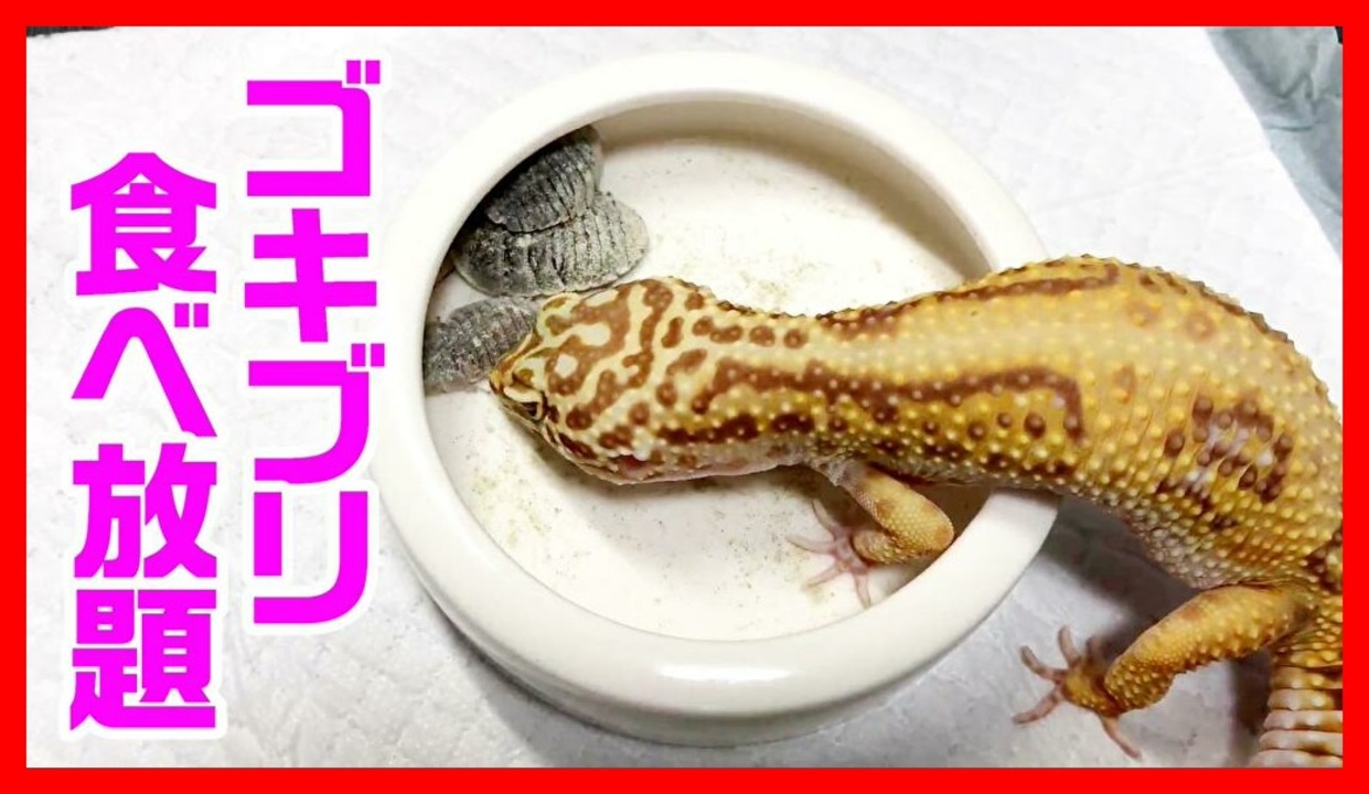 人気の 動物 ヒョウモントカゲモドキ 動画 619本 3 ニコニコ動画