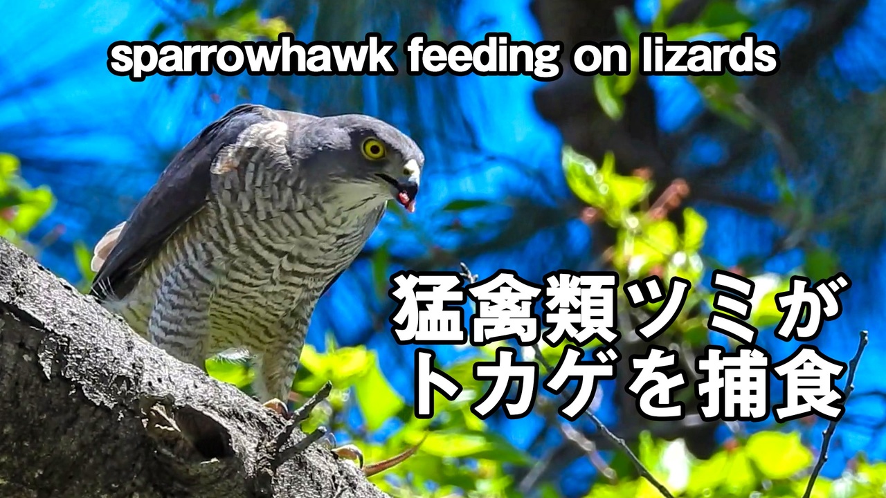 猛禽類ツミがトカゲを捕食 ニコニコ動画