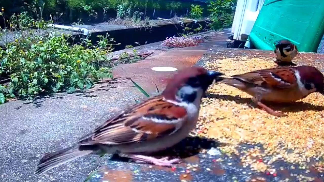 人気の 鳥 小鳥 動画 178本 3 ニコニコ動画