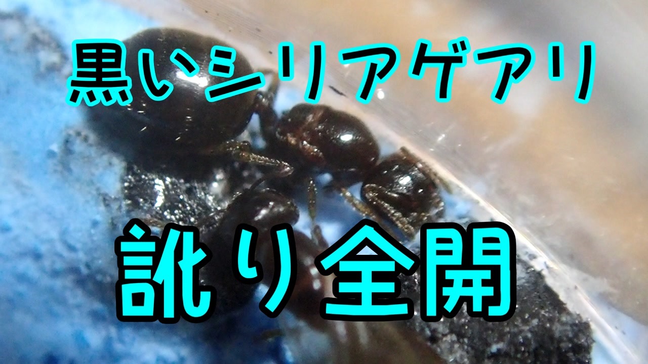 アリの飼育記 167 訛り全開でアリ実況してみた テラニシシリアゲアリ Rearing A New Queen Ant ニコニコ動画