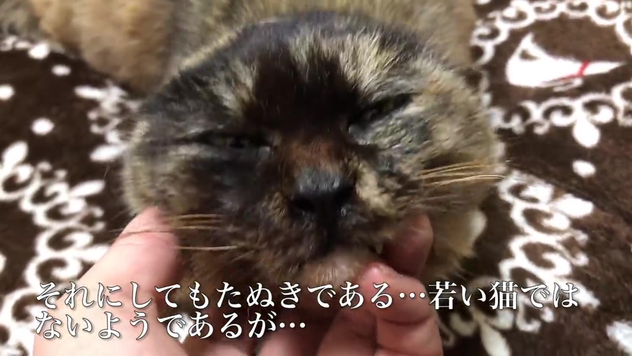 人気の 動物 ねこかます もふり手 動画 1 430本 9 ニコニコ動画