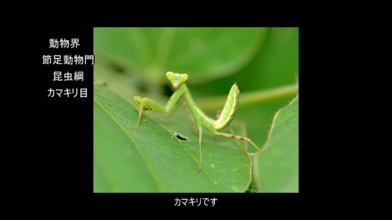 人気の 動物 カマキリ 動画 119本 2 ニコニコ動画