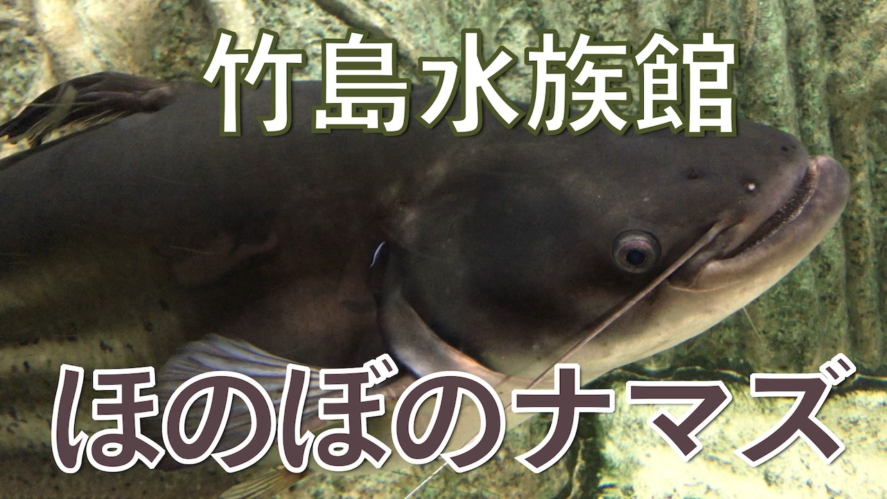 竹島水族館 ほのぼのナマズ ワラゴ ミオストマ ニコニコ動画