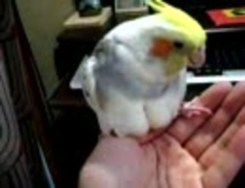 手のひらでスリスリするオカメインコ - ニコニコ動画