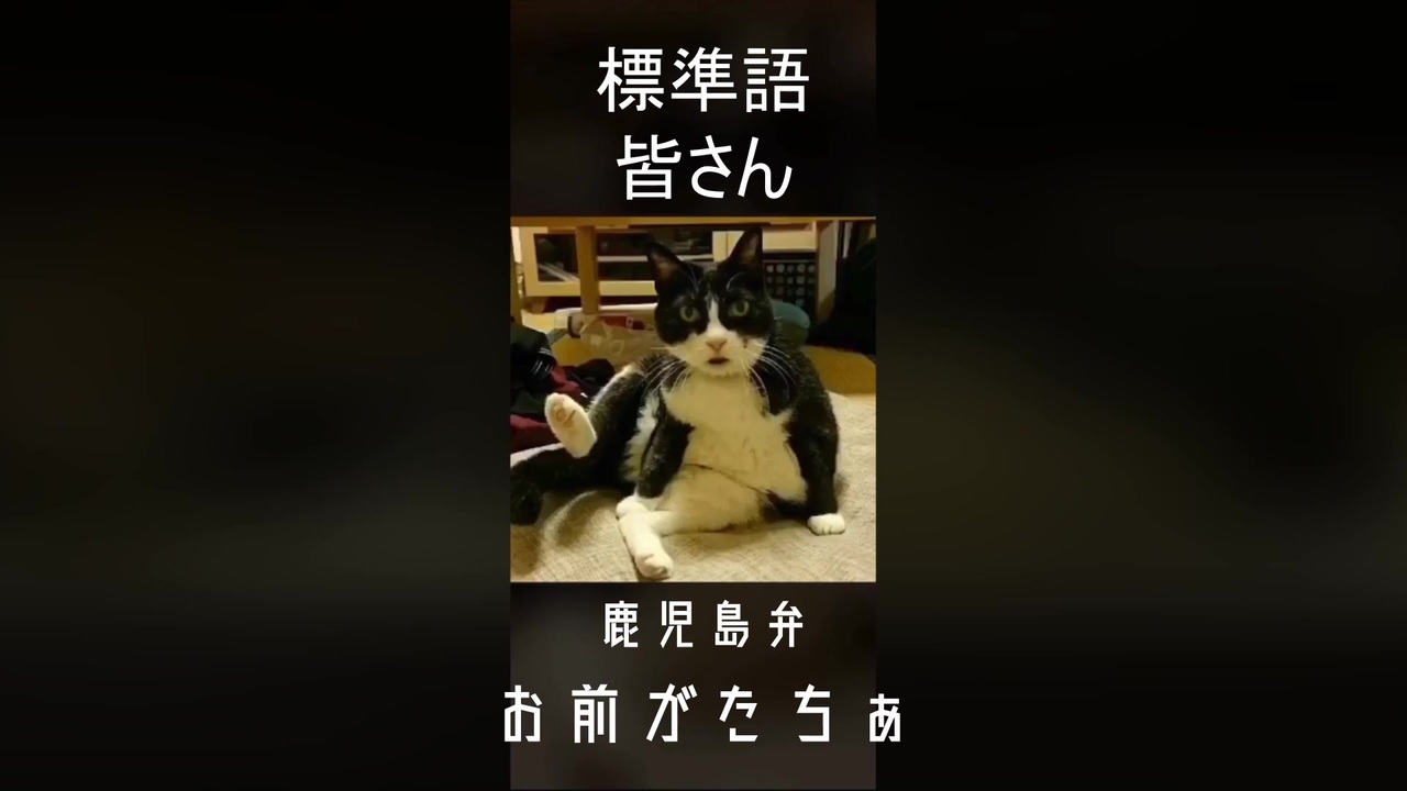 外出する人間に鹿児島弁でキレる猫ニキ 翻訳済み ニコニコ動画