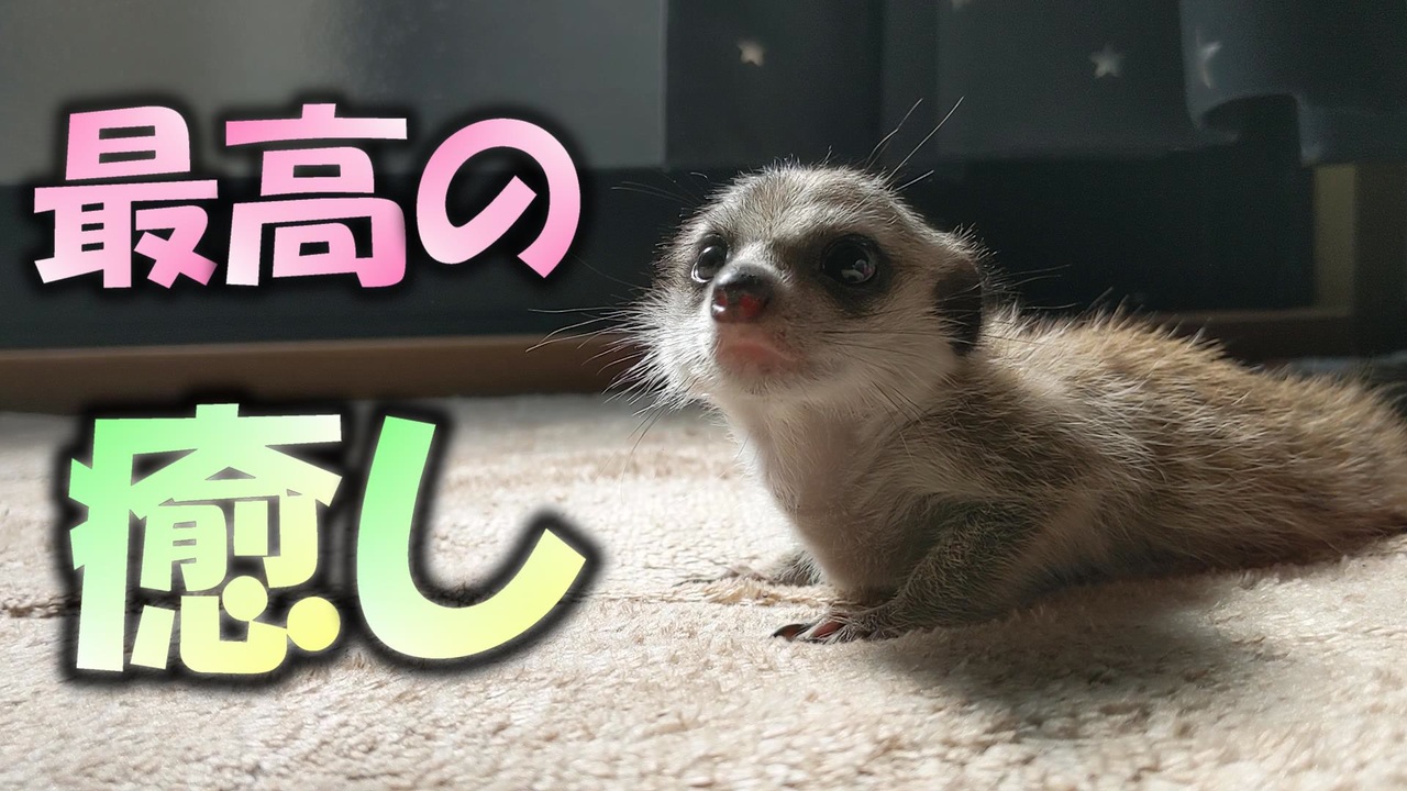 癒し動物 ミーアキャットの赤ちゃんがくつろいでる姿が可愛い ニコニコ動画