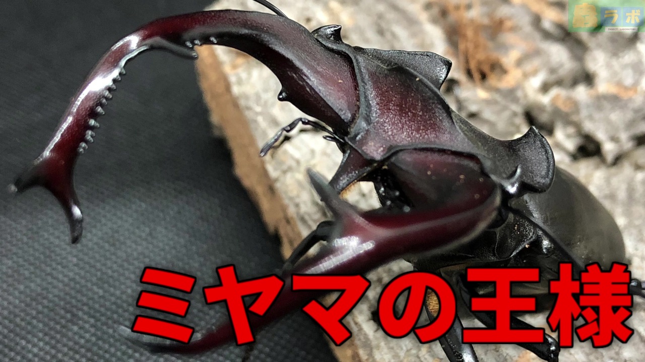 人気の クワガタ 昆虫 動画 3本 5 ニコニコ動画