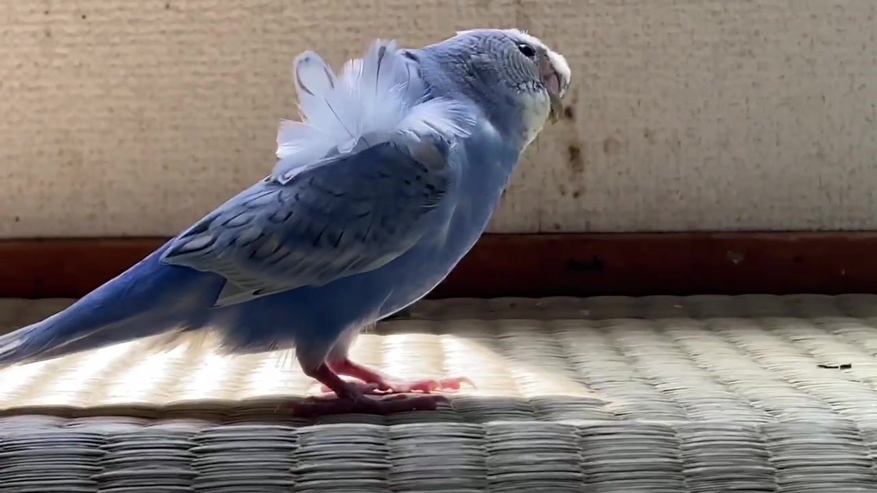 人気の 羽衣セキセイインコ 動画 27本 ニコニコ動画