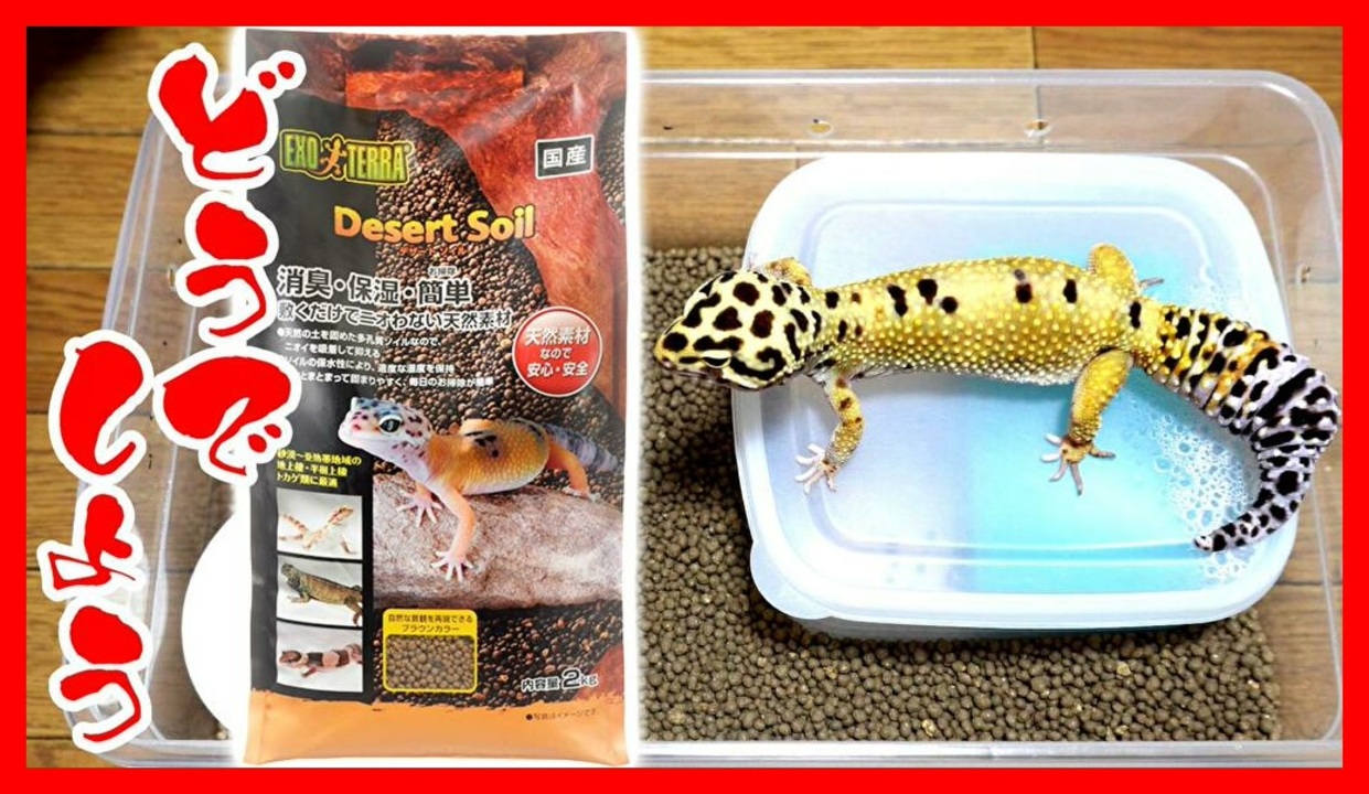 人気の ヒョウモントカゲモドキ 動画 875本 15 ニコニコ動画