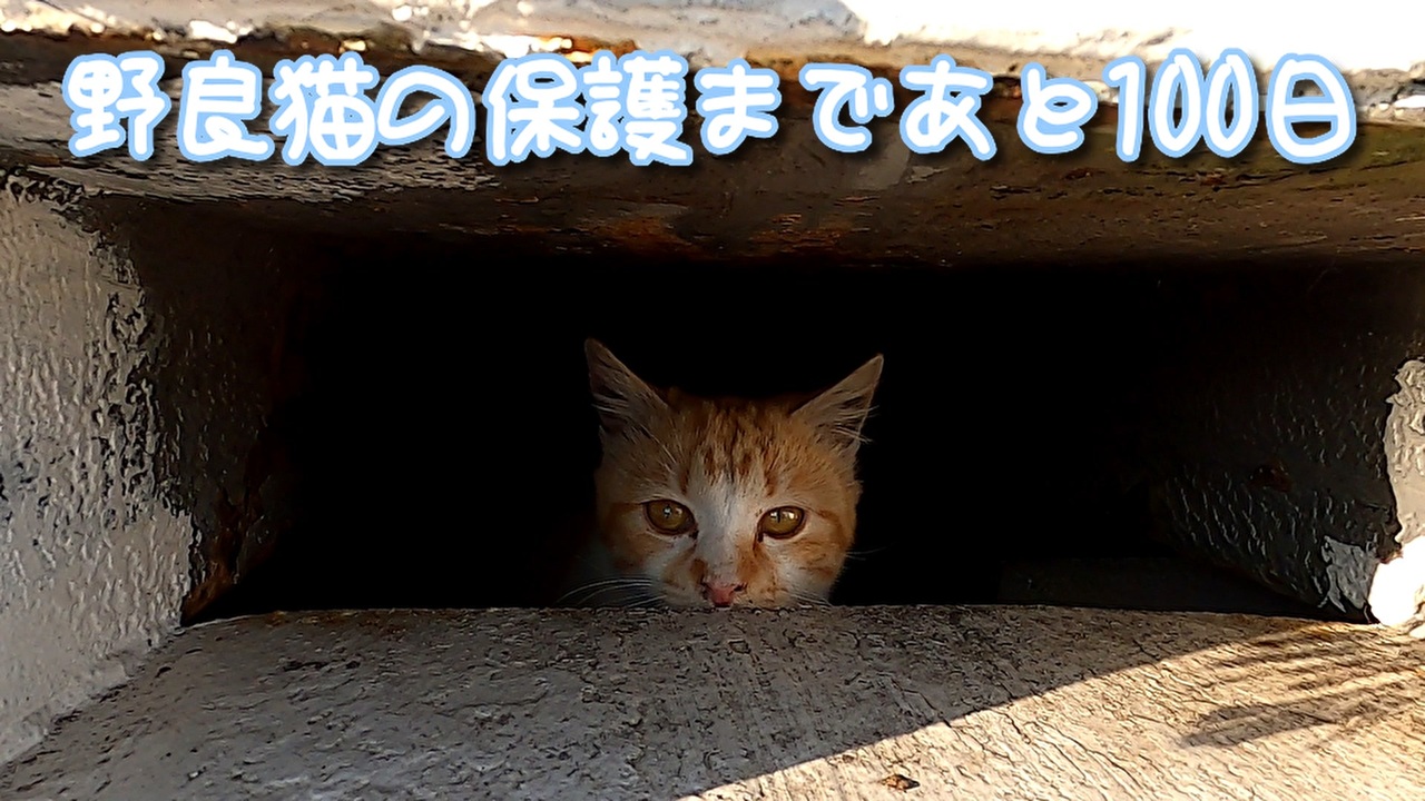 人気の 子猫 Av アニマルビデオ 動画 3 718本 ニコニコ動画