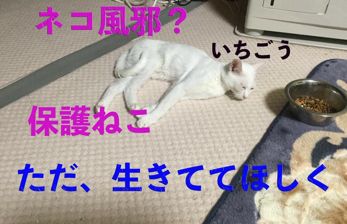 保護ねこ 本当にネコ風邪 いちごう その２ ニコニコ動画