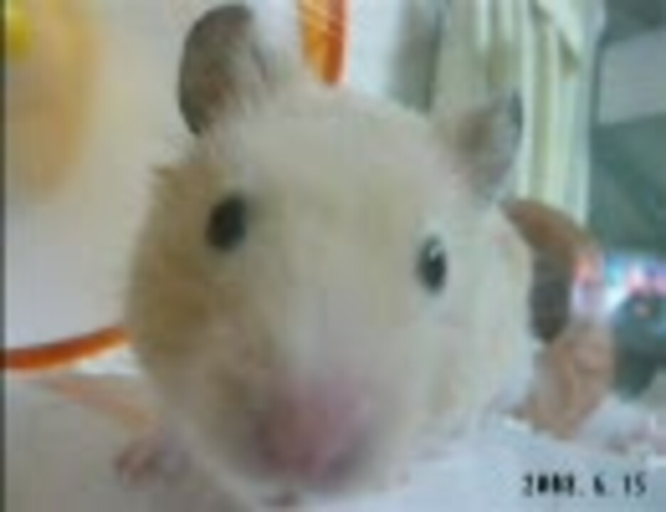 人気の ハムスター キンタマ 動画 12本 ニコニコ動画