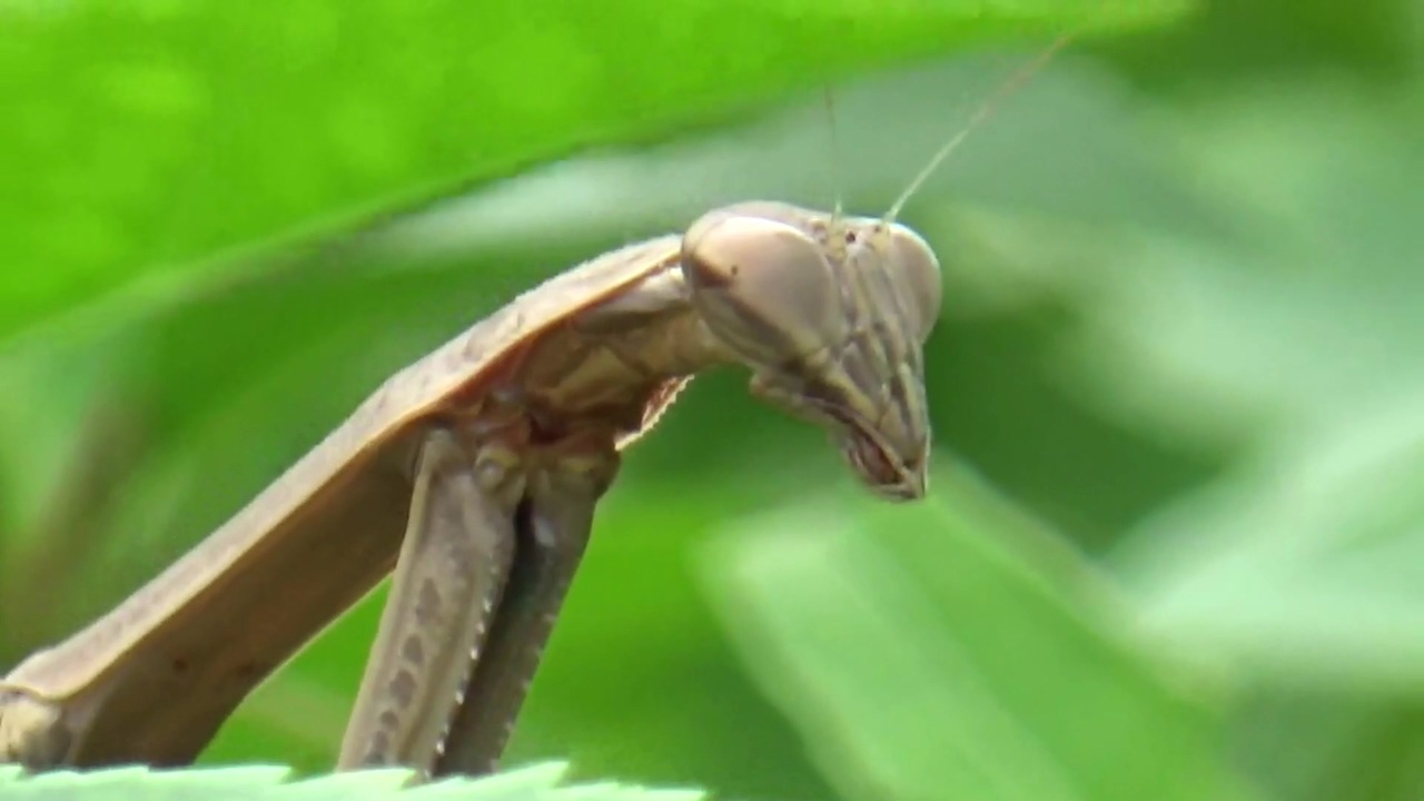 人気の カマキリ 昆虫 動画 93本 2 ニコニコ動画