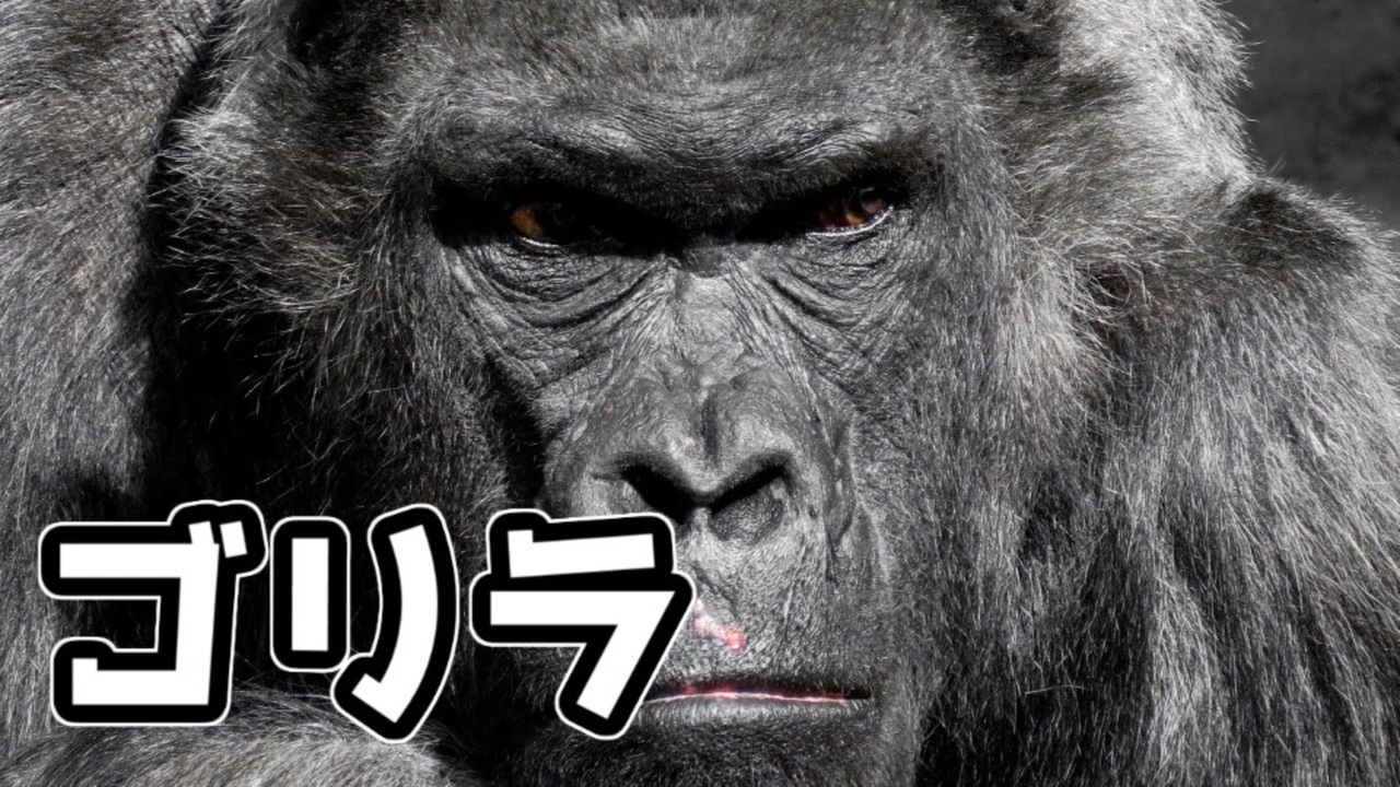 ゴリラが人類を強制的にstay Homeさせるゲーム 自粛生活におススメなゴリラゲーム 実況プレイ ニコニコ動画