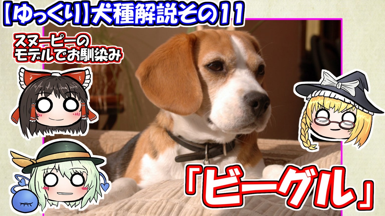 人気の 犬 犬 犬 動画 18 034本 32 ニコニコ動画