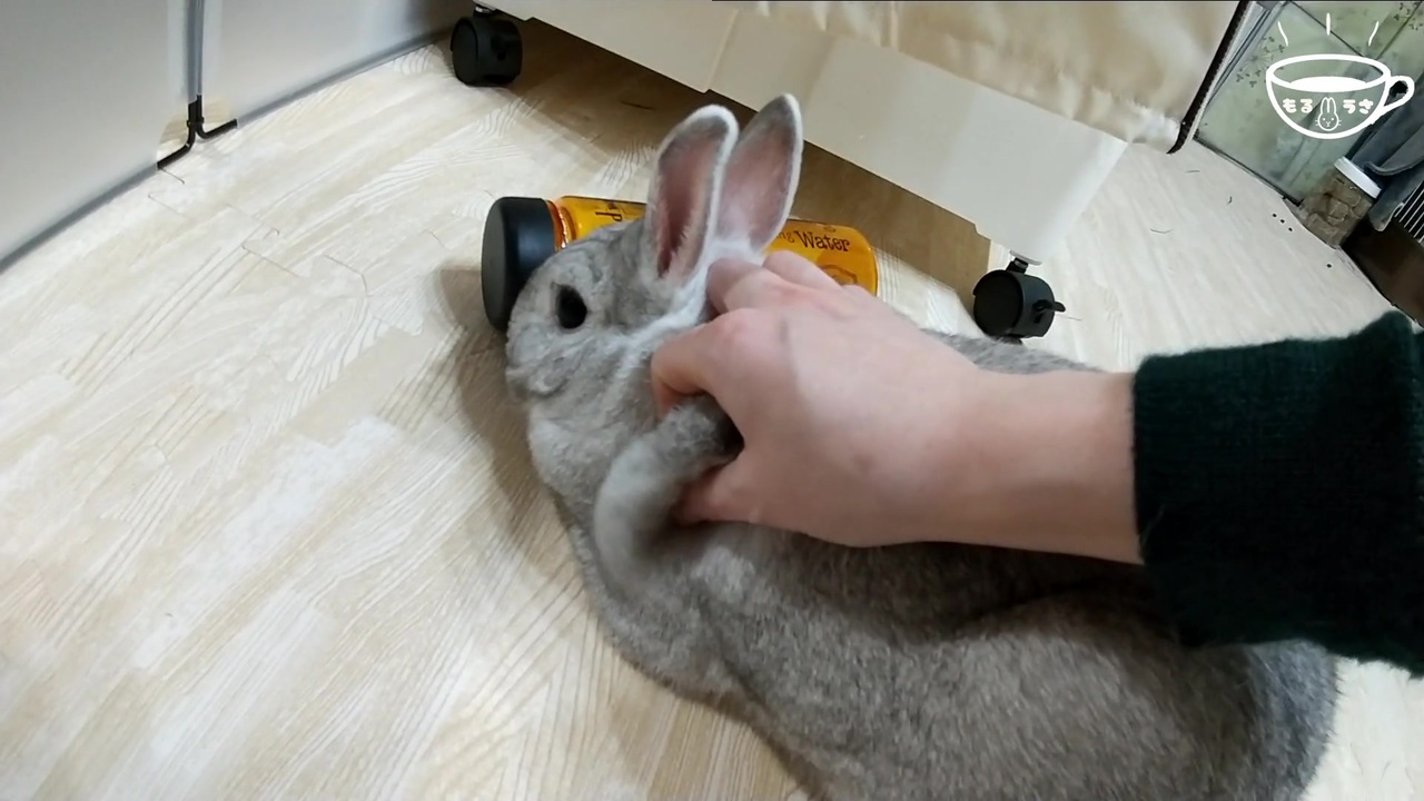 人気の 動物 ウサギ 動画 4 694本 37 ニコニコ動画