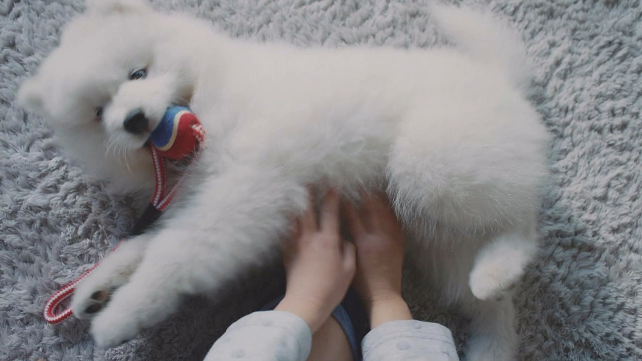 生きもの命 白い犬 Acジャパン Nhk共同キャンペーン 19年度 15秒 ニコニコ動画
