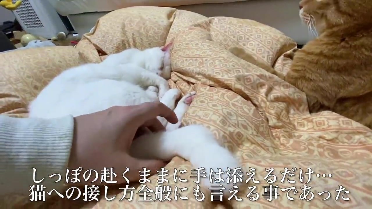 発見 猫のしっぽの触れ方講座 ニコニコ動画