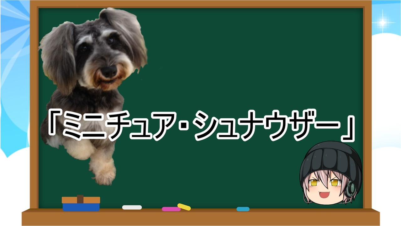 ゆっくり解説 犬種７ ミニチュア シュナウザー ニコニコ動画