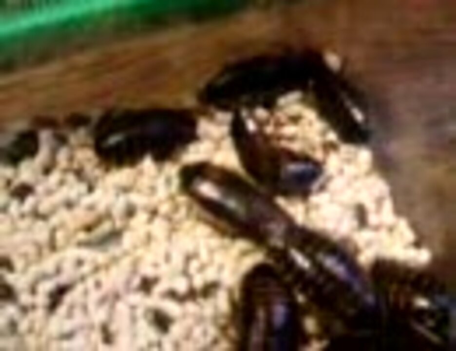 ゴキブリの交尾 ニコニコ動画