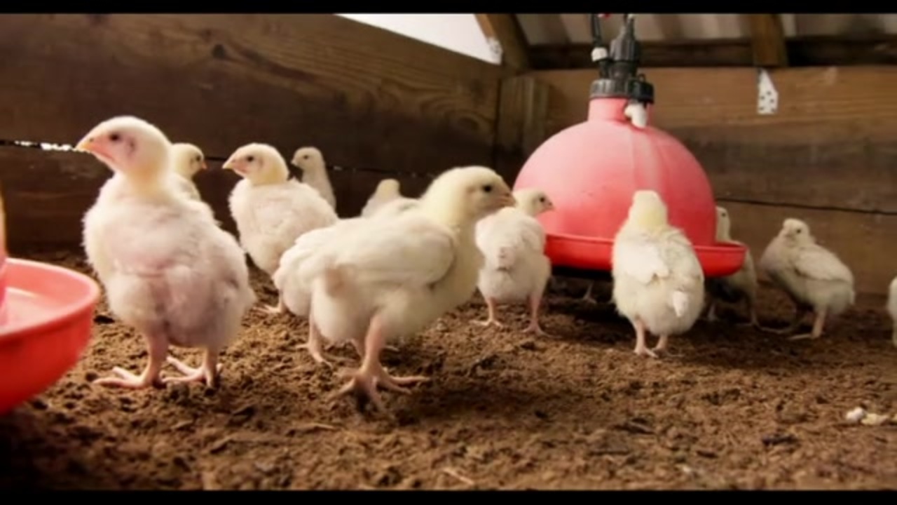 人気の にわとり 動画 850本 7 ニコニコ動画