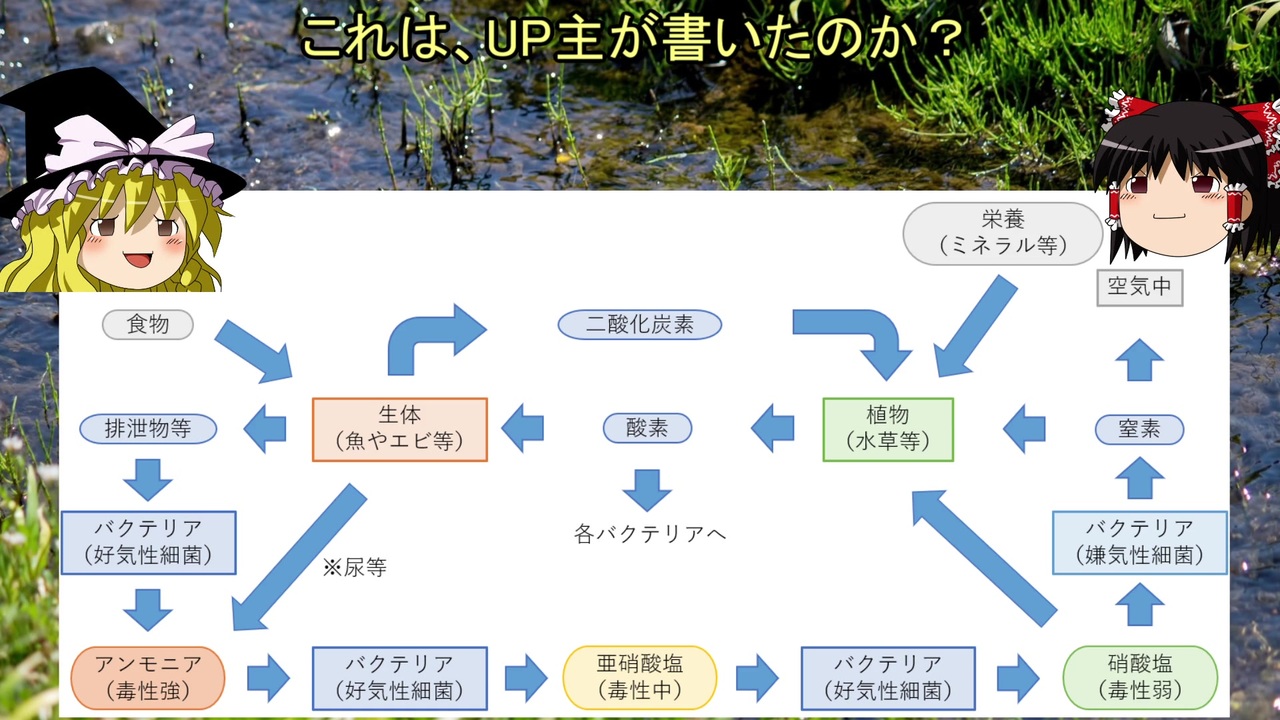 アクアリウム 手入れ不要なメダカ水槽を目指して 第06話 水槽立ち上げ編 バクテリアの話 ゆっくり ニコニコ動画