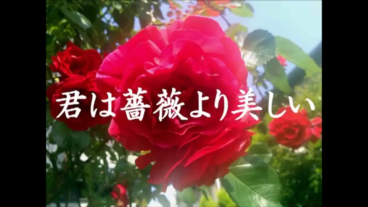玄武ゲンブ 君は薔薇より美しい Synthvカバー ニコニコ動画