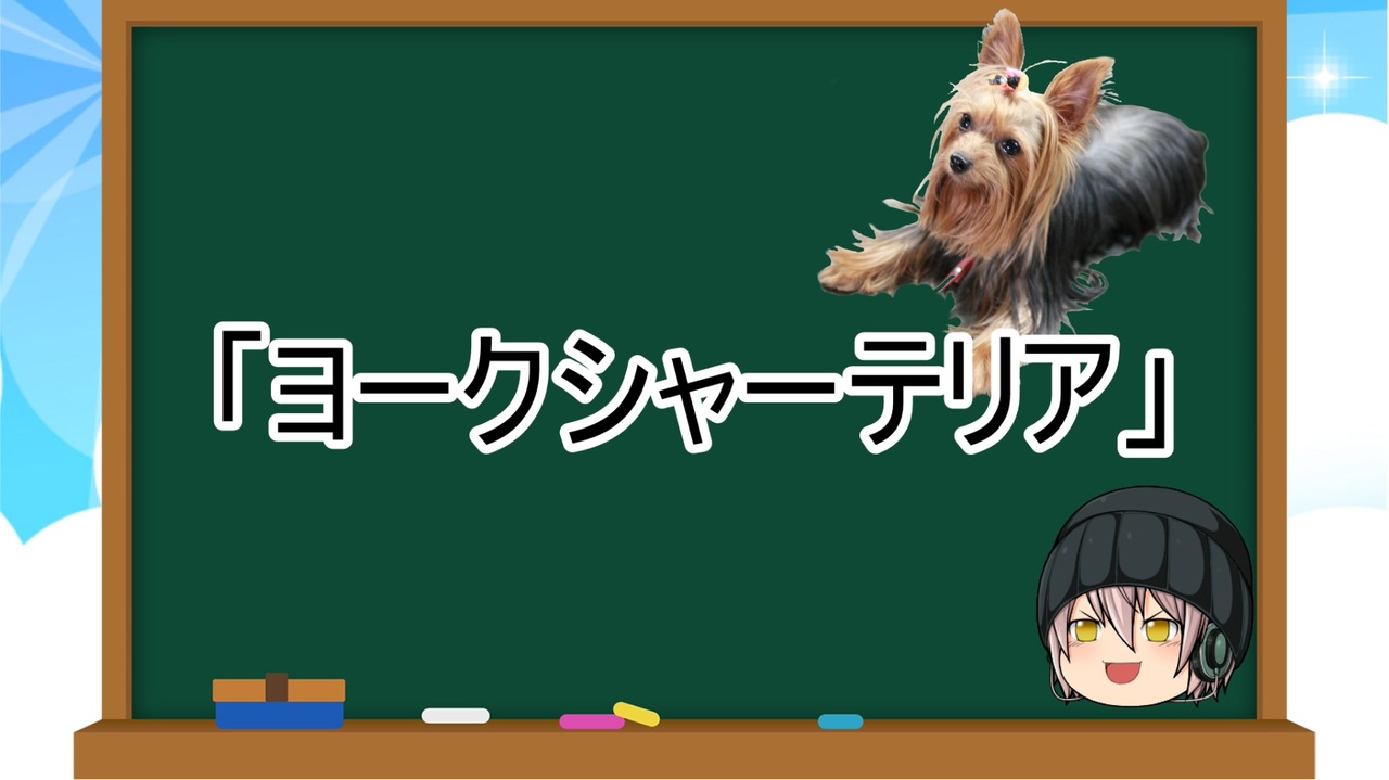 ゆっくり解説 犬種９ ヨークシャーテリア ニコニコ動画