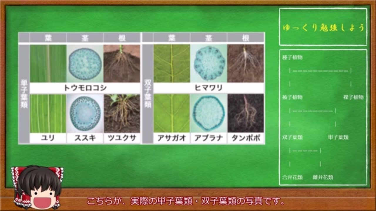 中学１年 理科 短時間で学ぶ 種子植物の分類 ニコニコ動画