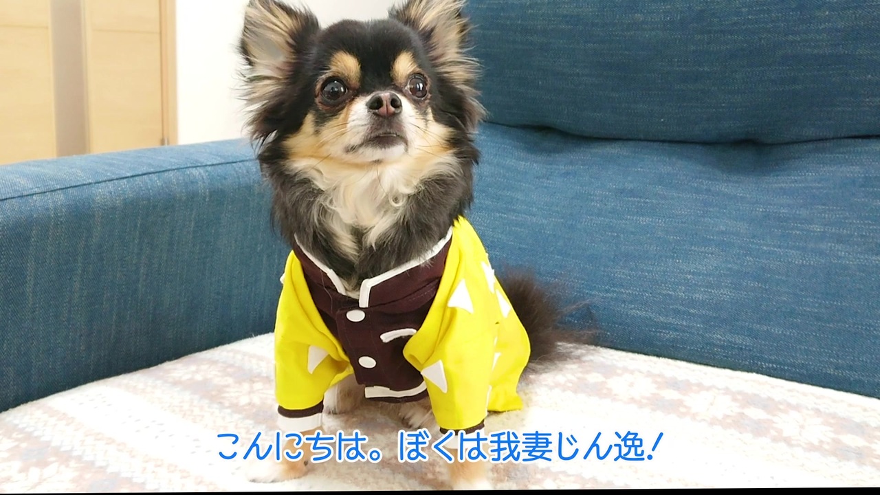 鬼滅の刃 善逸のコスプレ犬服を作ってみた ニコニコ動画