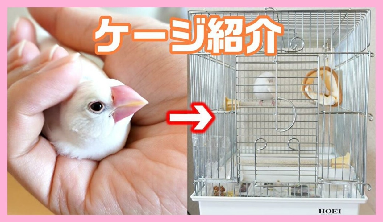 21手のり 文鳥に最適なケージを紹介します ニコニコ動画