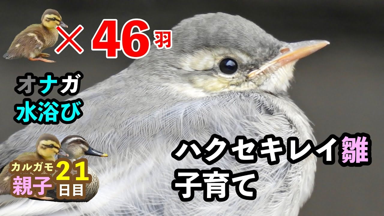 5月日今日撮り野鳥動画まとめ カルガモ親子21日目 3組増えて48雛 オナガ水浴び ハクセキレイ子育て ニコニコ動画