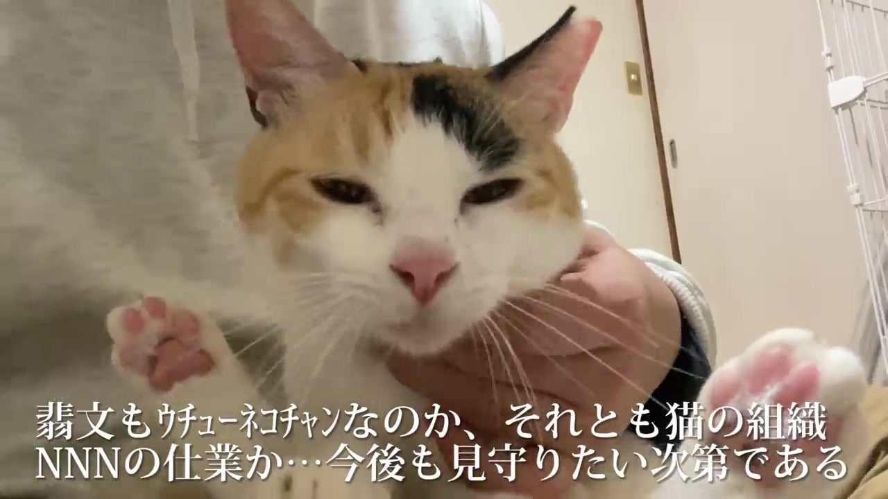 オス三毛猫 猫のクセがすごくなる ニコニコ動画