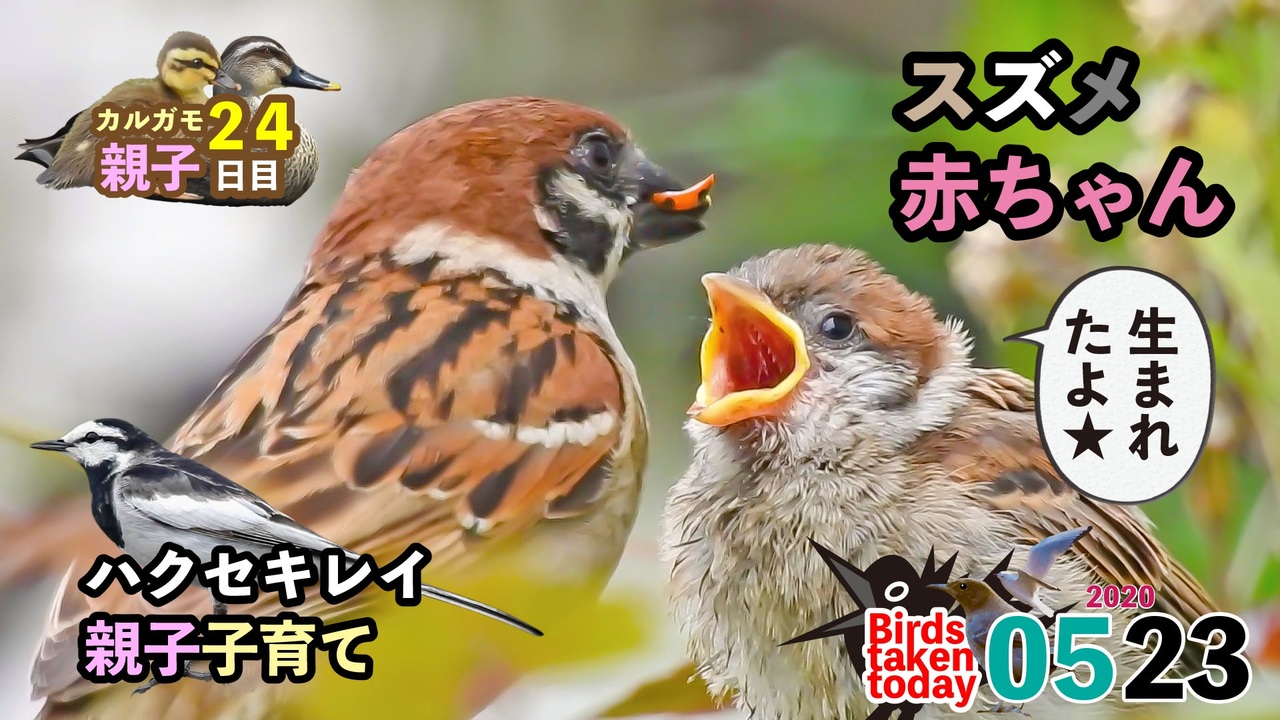 5月23日今日撮り野鳥動画まとめ スズメの赤ちゃん カルガモ親子24日目 ハクセキレイ子育て ニコニコ動画