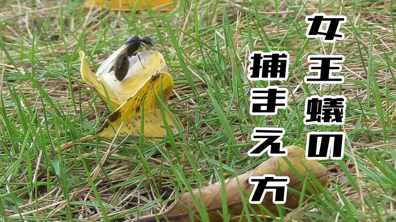 アリの飼育記2冊目 10 女王蟻の捕まえ方 クロオオアリ結婚飛行 Flying Ants Day ニコニコ動画