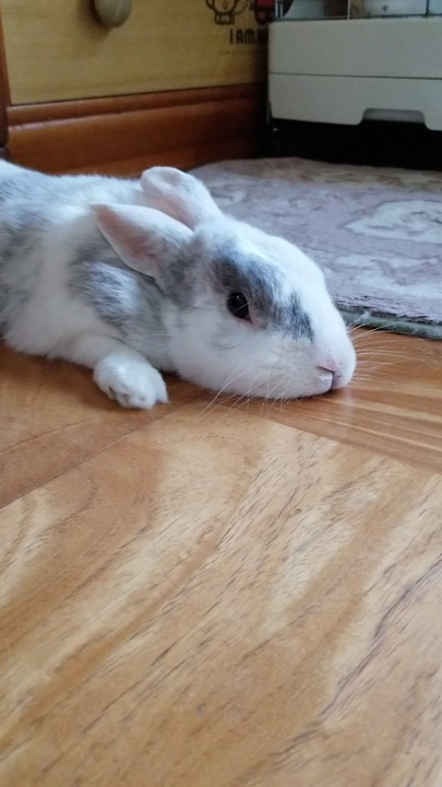 人気の 動物 ウサギ 動画 4 694本 37 ニコニコ動画