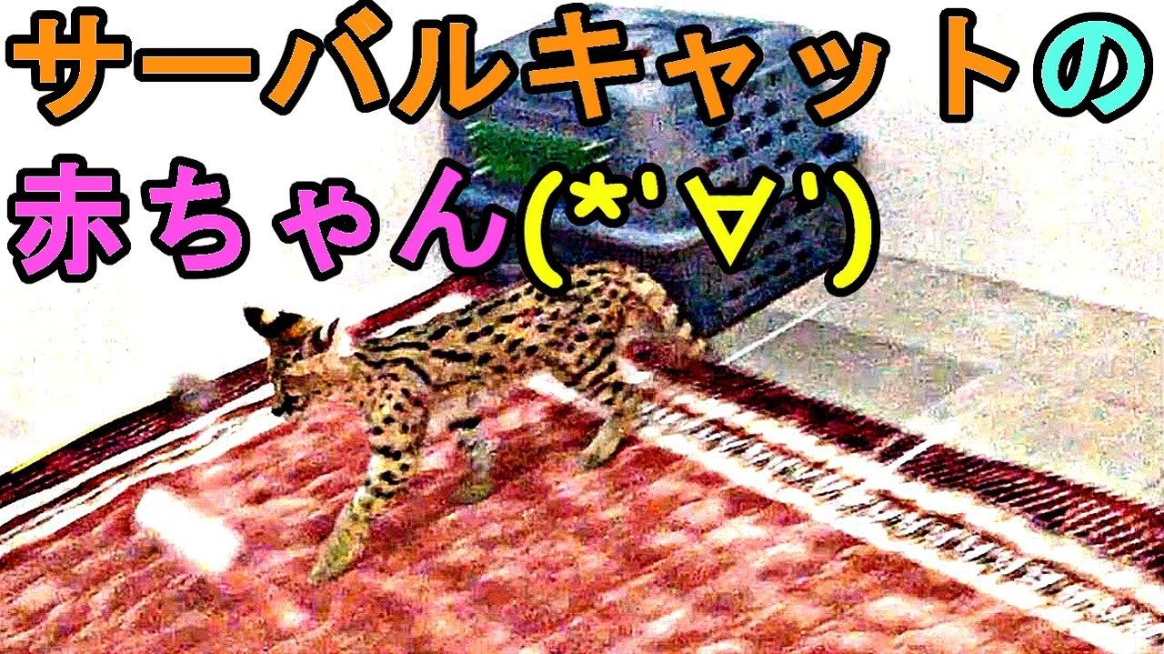 サーバルキャットの赤ちゃん 17年12月に生まれた生後2か月のサーバルキャットの赤ちゃんがもう可愛くて最高 すげー癒されるわ 愛媛県立とべ動物園 俺の動物観察 俺のシリーズ ニコニコ動画