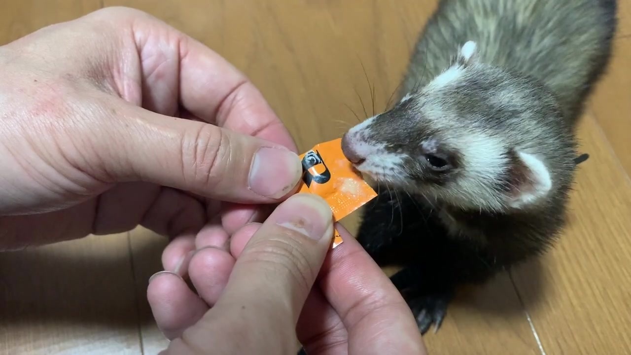 オコジョさん フェレット のチャオチュールver Okojo S Ferret Chao Tulle Ver ニコニコ動画