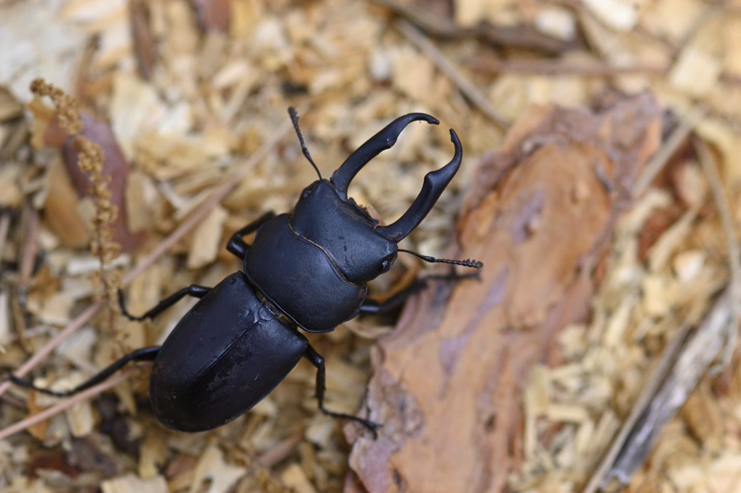 人気の コクワガタ 動画 43本 ニコニコ動画