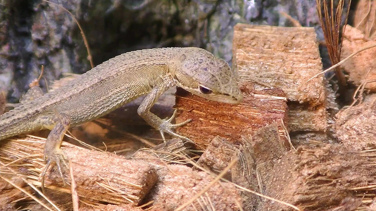 人気の 爬虫類 トカゲ 動画 463本 ニコニコ動画