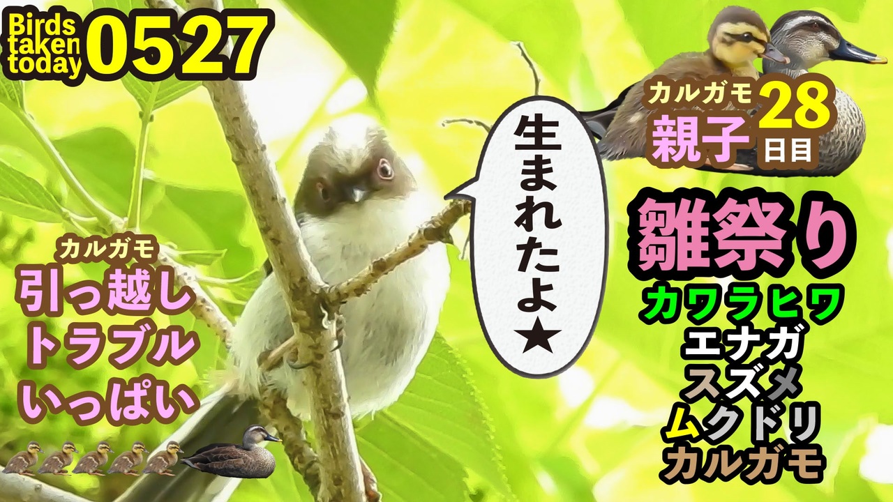 5月27日今日撮り野鳥動画まとめ 雛ラッシュ エナガ カワラヒワ カルガモ親子28日目 雛への攻撃 ニコニコ動画