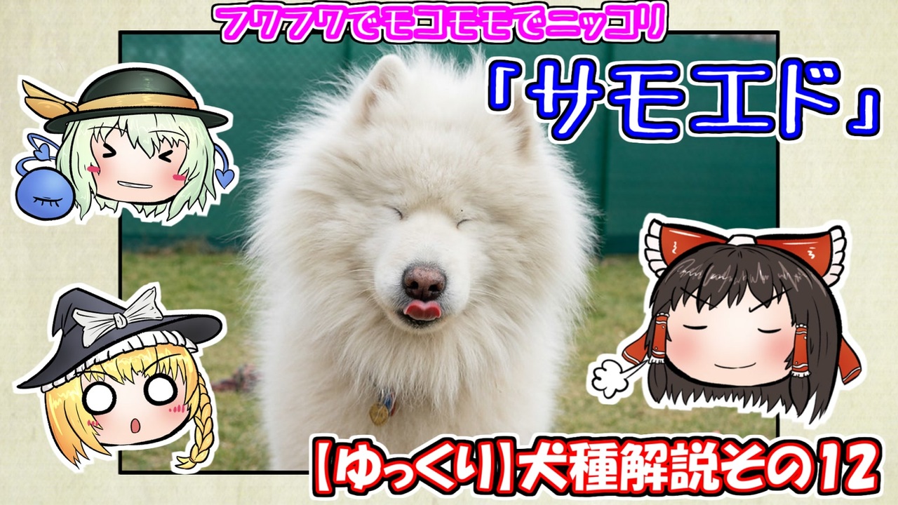 ゆっくり犬種解説 その12 サモエド ニコニコ動画