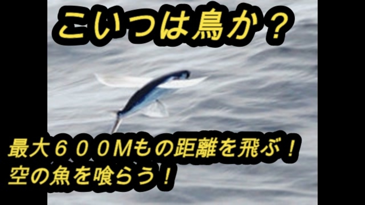 空飛ぶ魚トビウオを食べたら驚く味がした ニコニコ動画