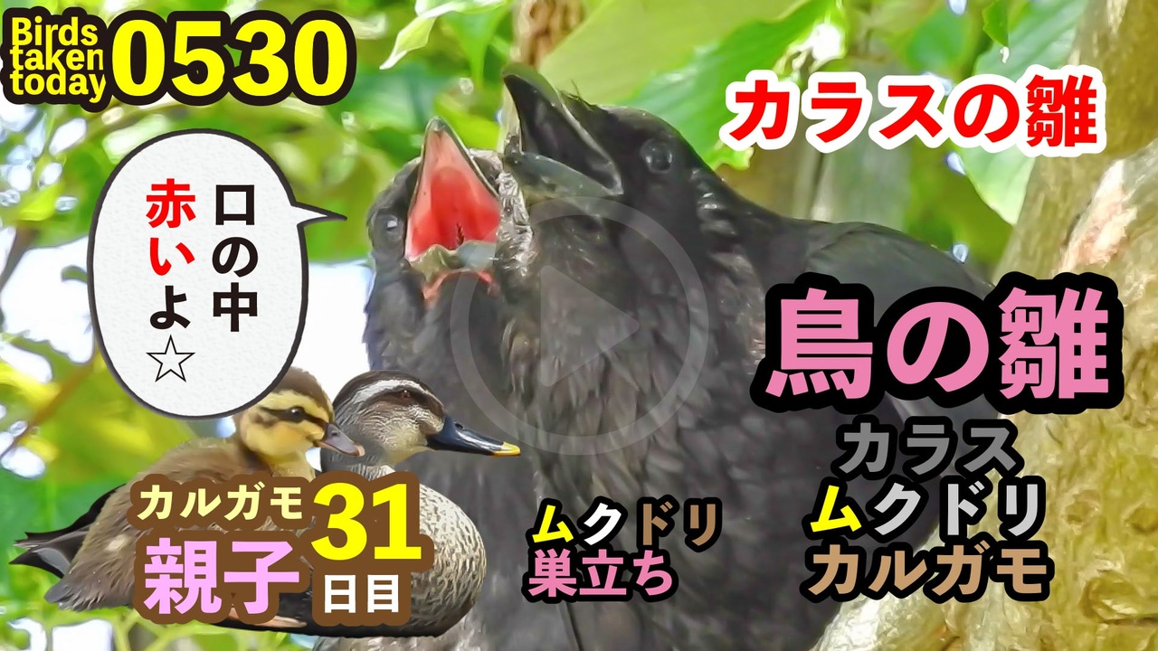 5月30日今日撮り野鳥動画まとめ カラスの雛 ムクドリ巣立ち カルガモ親子31日目 ニコニコ動画