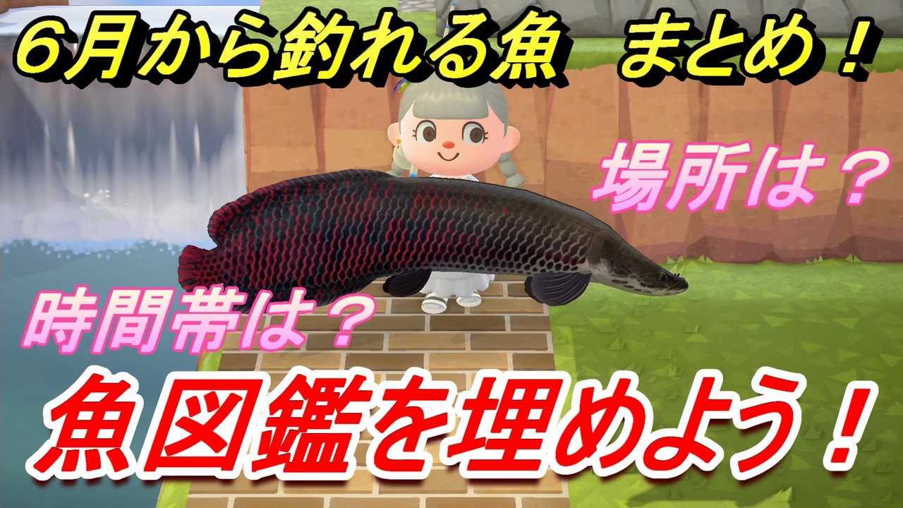 あつまれどうぶつの森 ６月から釣れる魚まとめ 魚図鑑コンプへの道 釣り攻略 あつ森 ニコニコ動画