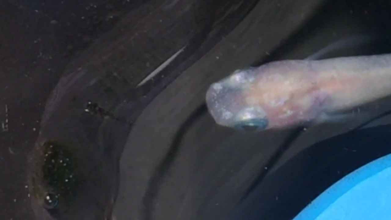 人気の アクアリウム メダカ 動画 271本 2 ニコニコ動画